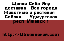 Щенки Сиба Ину доставка - Все города Животные и растения » Собаки   . Удмуртская респ.,Ижевск г.